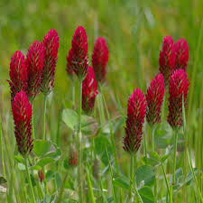 Attēlu rezultāti vaicājumam “Trifolium medium bud”