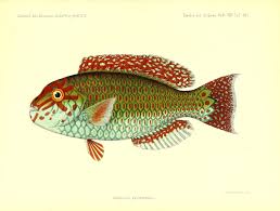 Image result for Calotomus carolinus