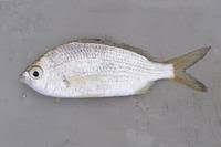 Image result for Eugerres plumieri