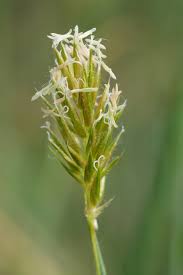 Attēlu rezultāti vaicājumam “Anthoxanthum odoratum flower”