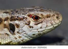 Attēlu rezultāti vaicājumam “Lacerta agilis female”