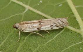 Attēlu rezultāti vaicājumam “Phycitodes binaevella”