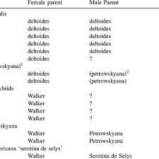 Attēlu rezultāti vaicājumam “Populus x petrowskyana”