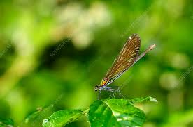 Attēlu rezultāti vaicājumam “Calopteryx virgo female”