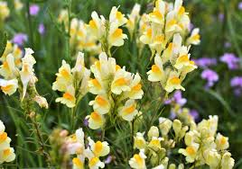 Attēlu rezultāti vaicājumam “Linaria loeselii flower”