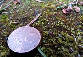 Attēlu rezultāti vaicājumam “Seligeria donniana”