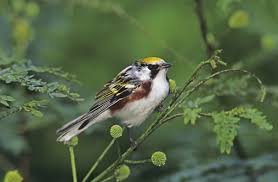 Image result for Dendroica pensylvanica