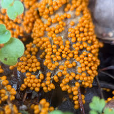 Attēlu rezultāti vaicājumam “Brefeldia maxima spores”