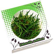 Attēlu rezultāti vaicājumam “Plantago uniflora leaf”