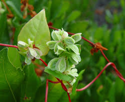 Attēlu rezultāti vaicājumam “Fallopia convolvulus fruit”