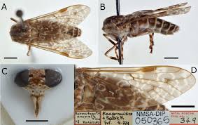 Attēlu rezultāti vaicājumam “Haematopota sp.”