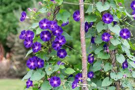 Image result for Ipomoea purpurea