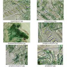 Attēlu rezultāti vaicājumam “Mniaecia jungermanniae”