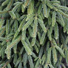 Attēlu rezultāti vaicājumam “Picea orientalis”