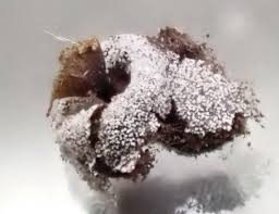 Attēlu rezultāti vaicājumam “Didymium verrucisporum spores”