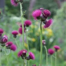 Attēlu rezultāti vaicājumam “Cirsium acaule leaf”