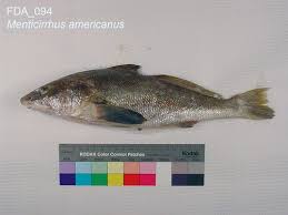 Image result for Menticirrhus americanus