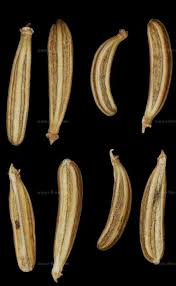 Attēlu rezultāti vaicājumam “Chaerophyllum aromaticum fruit”