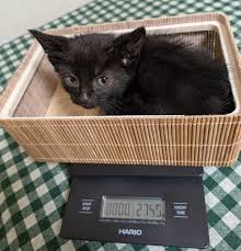 「安岡弘喜」の画像検索結果