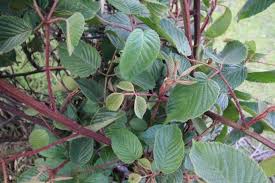 Attēlu rezultāti vaicājumam “Rubus plicatus leaf”