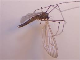 Attēlu rezultāti vaicājumam “Trichocera regelationis”