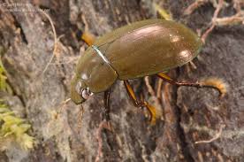 Attēlu rezultāti vaicājumam “Hydrochara caraboides”