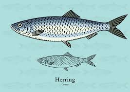 Image result for Clupea pallasii