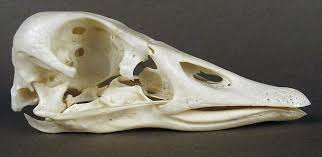 Image result for Anser fabalis