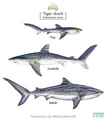 Image result for Galeocerdo cuvier