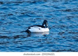 Attēlu rezultāti vaicājumam “Bucephala clangula male”