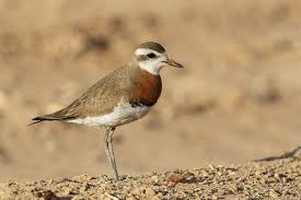 Image result for Charadrius asiaticus