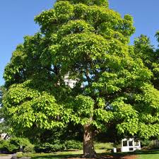 Attēlu rezultāti vaicājumam “Catalpa ovata fruit”