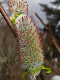 Attēlu rezultāti vaicājumam “Salix aurita bud”