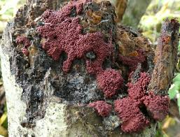 Attēlu rezultāti vaicājumam “Arcyria stipata spores”