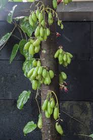 Attēlu rezultāti vaicājumam “Betula humilis fruit”
