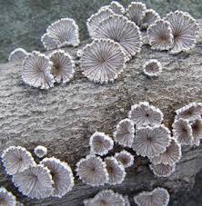 Attēlu rezultāti vaicājumam “Schizophyllum commune”