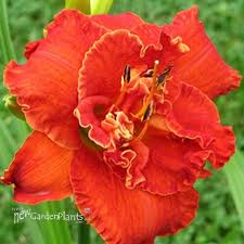 Image result for Hemerocallis `Moses Fire`