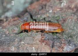 Attēlu rezultāti vaicājumam “Hylecoetus dermestoides”