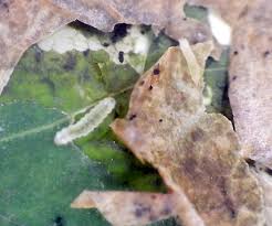 Attēlu rezultāti vaicājumam “Gracillaria syringella larva”