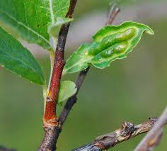 Attēlu rezultāti vaicājumam “Salix myrsinifolia male flower”
