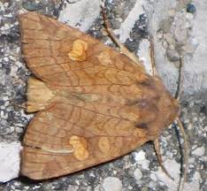 Attēlu rezultāti vaicājumam “Amphipoea”