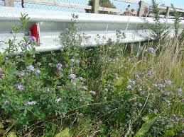 Attēlu rezultāti vaicājumam “Medicago sativa subsp. sativa”