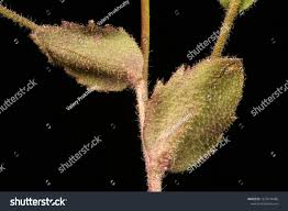 Attēlu rezultāti vaicājumam “Draba nemorosa fruit”