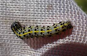 Attēlu rezultāti vaicājumam “Orthosia miniosa larva”