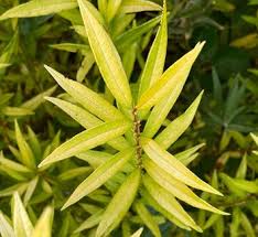 Attēlu rezultāti vaicājumam “Salix cinerea leaf”