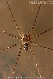 Attēlu rezultāti vaicājumam “Pisauridae”