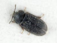 Attēlu rezultāti vaicājumam “Grynocharis oblonga”