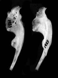 Image result for Minytrema melanops