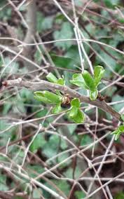 Attēlu rezultāti vaicājumam “Salix myrsinifolia”