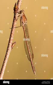 Attēlu rezultāti vaicājumam “Sympecma paedisca”